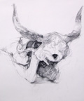 牛頭骨のデッサン画